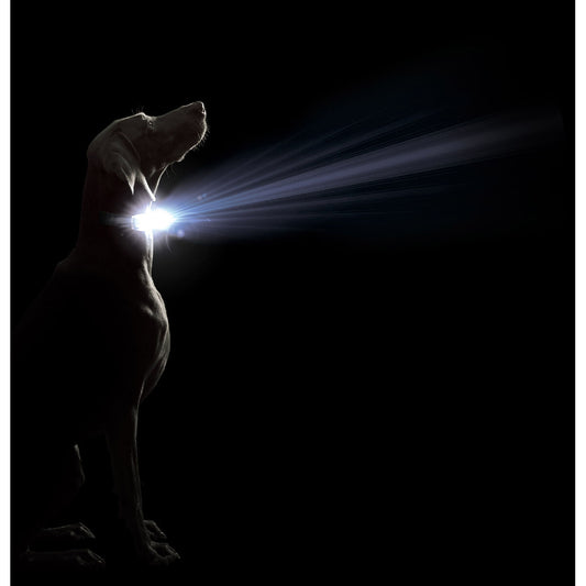 Dog collar Dog Gone Smart Purple L Light