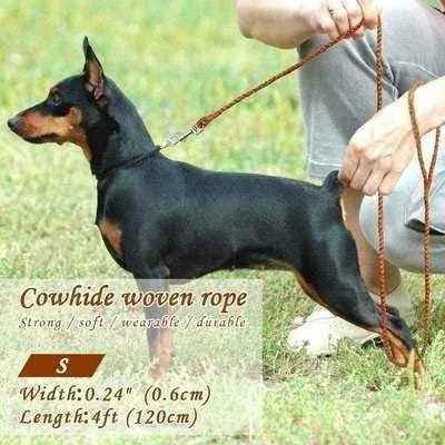 Stylish  Dog Lead 🐾
